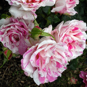 Белая с розовыми полосками - Роза флорибунда 